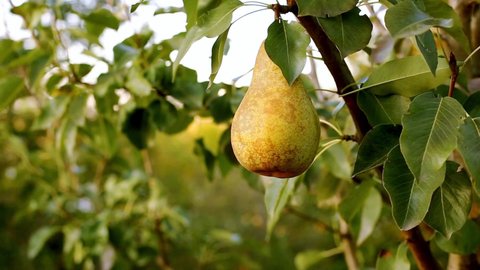 Fresh ripe juicy pears hang on tree branch in orchard. Pears harvest in summer garden In rays of sunset light. Ripe yellow pear on branch of pear tree in orchard for food outside.