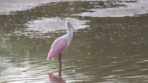 Roseate spoonbill stands by a black-necked stilt in Arizona.
