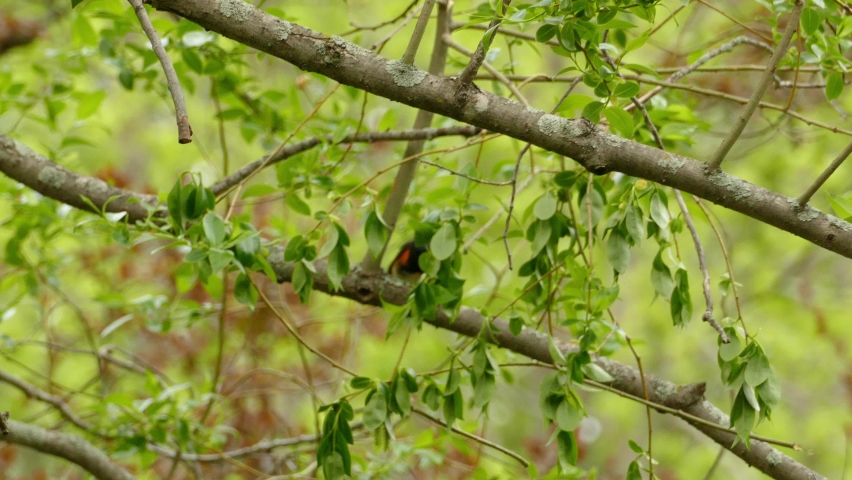 A little new world warbler, American redstart, setophaga ruticilla with jet black plumage and orange-red patches on their wings and tails hopping from one branch to another at daytime.