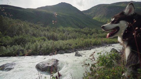 Alaskan Malamute Is Resting Near The Riverbank On Summer In Lyngsdalen Mountains, Norway. Medium Shot