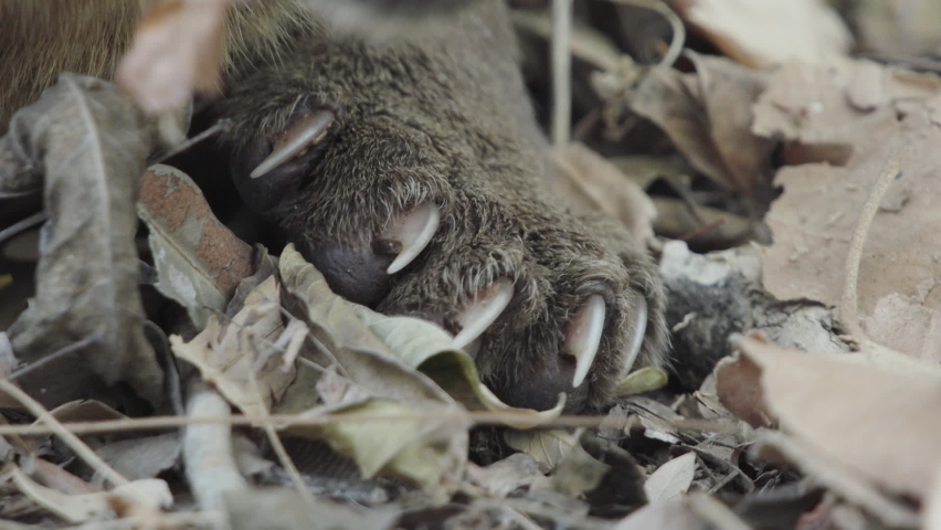 close-up of fossa paw with non-retractable claws resting in dry foliage