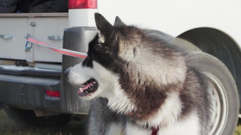 Alaskan Malamute Dog With Leash Tied Up On The Rear Of A Campervan. Closeup