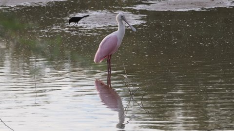 Roseate spoonbill stands next to crow in shallow water.