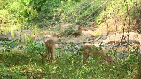 Two female Eld's Deer or Panolia eldii grazing covered with some plants by the river in Huai Kha Kaeng Wildlife Sanctuary, Thailand.