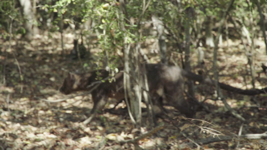 male fossa walking right to left through dry forest, party hidden by undergrowth, medium shot