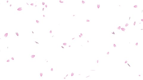 Flurry of cherry blossoms seamless loop animation (white background)