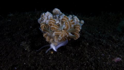 Nudibranch (sea slug) - Phyllodesmium jakobsenae, feeding on a Xenia coral, 10m. Underwater macro world of Tulamben, Bali, Indonesia.