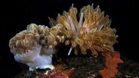 Nudibranch (sea slug) -Phyllodesmium rudmani, feeding on a Xenia coral. Depth 10m. Tulamben, Bali, Indonesia.
