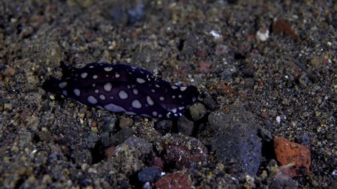 Nudibranch (sea slug) - Tubulophilinopsis pilsbryi hunting on the seabed in the night. Underwater macro world of Tulamben, Bali, Indonesia.