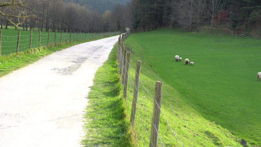 sheeps eating grass in a farm in the green valleys of the basque country, spain