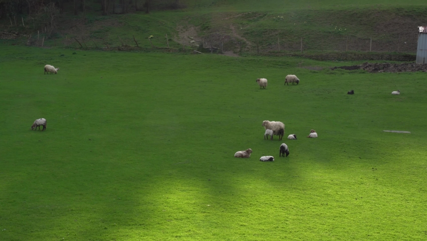 sheeps eating grass in a farm in the green valleys of the basque country, spain