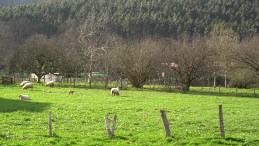 sheeps eating grass in a farm in the green valleys of the basque country, spain