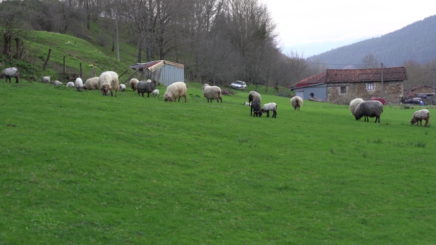 sheeps eating grass in a farm in the green valleys of the basque country, spain