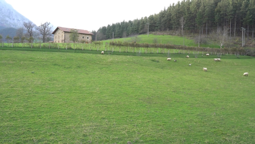 sheeps eating grass in a farm in the green valleys of the basque country, spain