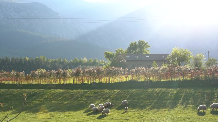 sheeps eating grass in a farm in the green valleys of the basque country, spain