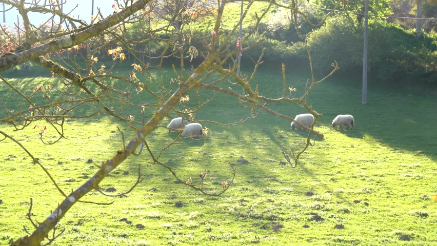 sheeps eating grass in a farm in the green valleys of the basque country, spain