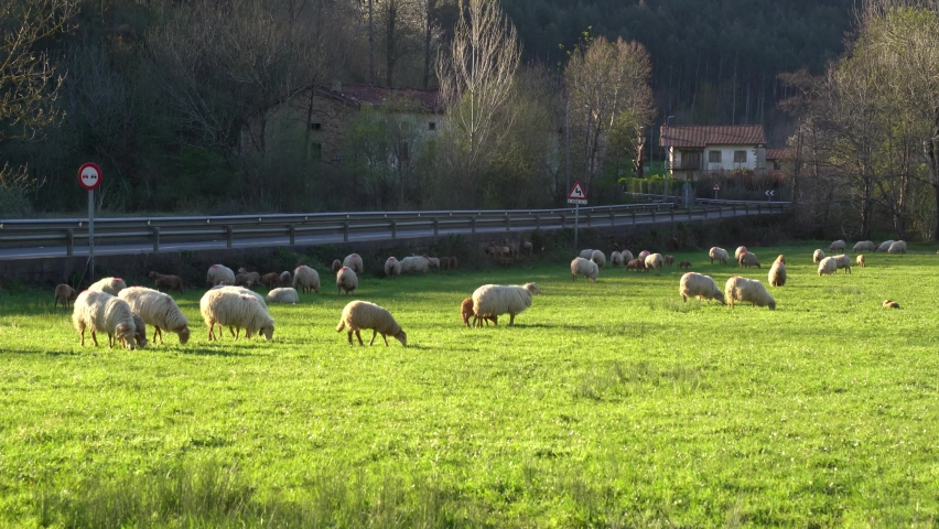 sheeps eating grass in a farm in the green valleys of the basque country, spain