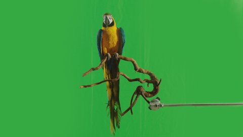Blue and Yellow parrot macaw ( Ara Ararauna ) flying or standing on branch on green screen background . Shot on ARRI Alexa cinema camera in Slow Motion .