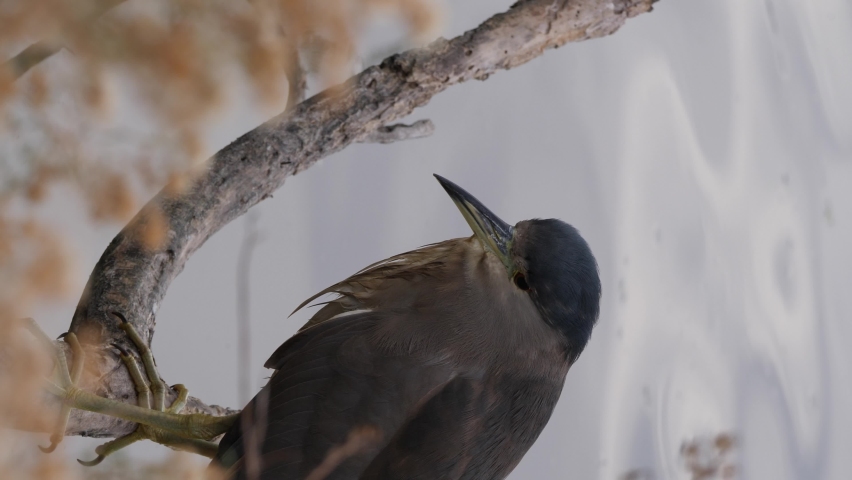 Vertical closeup shot of a young Black Crowned Heron.