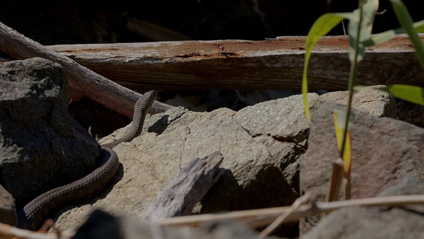 A Grass Snake, aka Water Snake (Natrix natrix) warming itself in the sunshine on a rock by a lake watches an ant coming and going over a log at the Lake Kerkini wetland in Northern Greece.