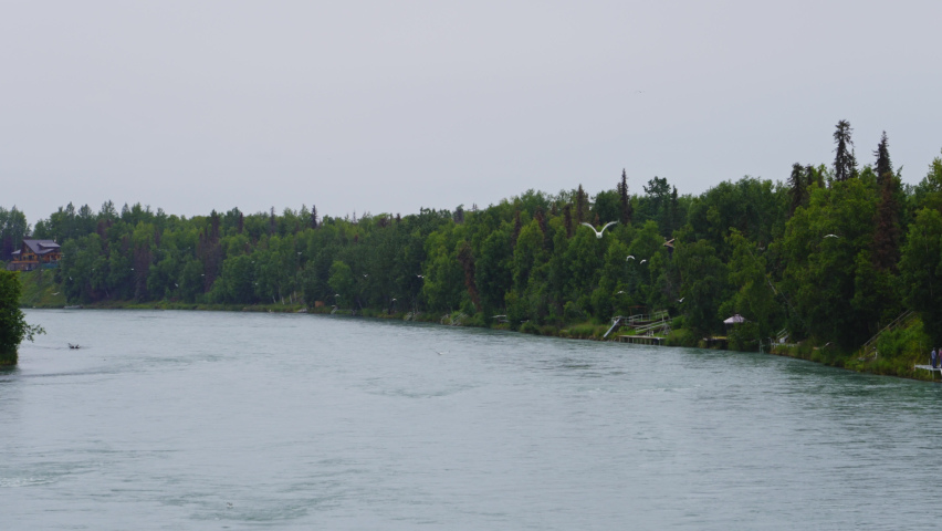 Slow motion of flock big birds flying above Alaska landscape lake and evergreen pine forest tree