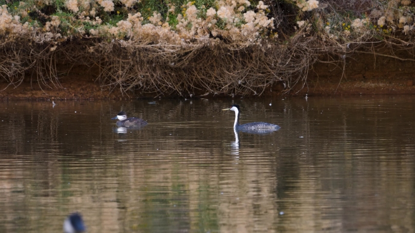 A pair of Western Grebe diving into Arizona desert waters.