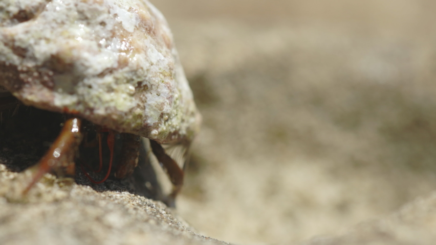 Hermit crab on the beach in Ibiza takes a few steps in the sand, close up
