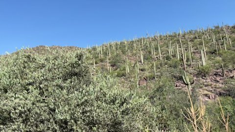 Tucson Mountain park with lots of saguaro cactus, scenic drive by car