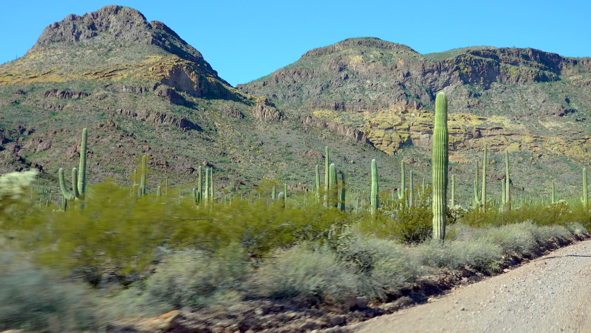 Three Giant Saguaros (Carnegiea gigantea) at Hewitt Canyon near Phoenix. Organ Pipe Cactus National Monument, Arizona, USA