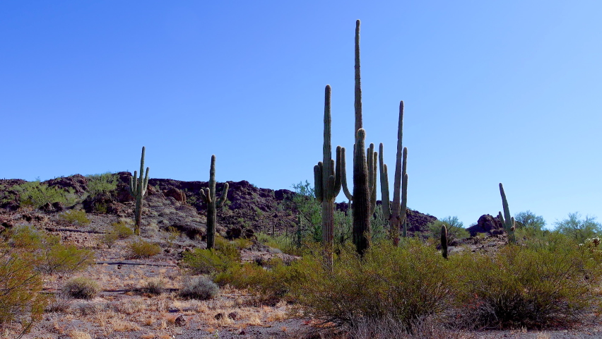 Three Giant Saguaros (Carnegiea gigantea) at Hewitt Canyon near Phoenix. Organ Pipe Cactus National Monument, Arizona, USA