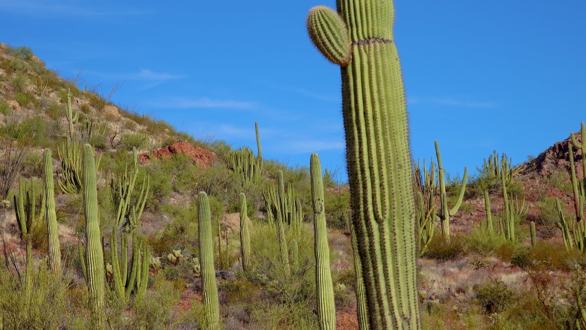 Giant Saguaros (Carnegiea gigantea) at Hewitt Canyon near Phoenix. Organ Pipe Cactus National Monument, Arizona, USA