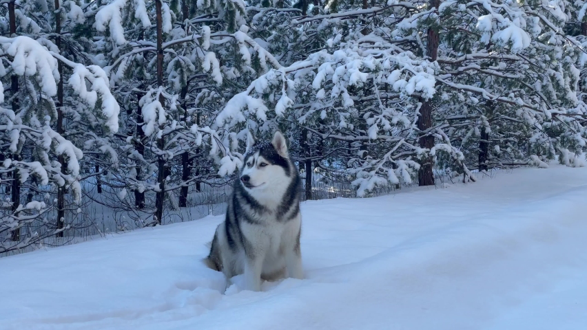 A wolf-colored Siberian husky dog sits on the snow in the winter forest. Close-up view