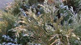 Juniper covered with thin layer snow that sparkles in the sun's rays. For video presentation, advertising, background.