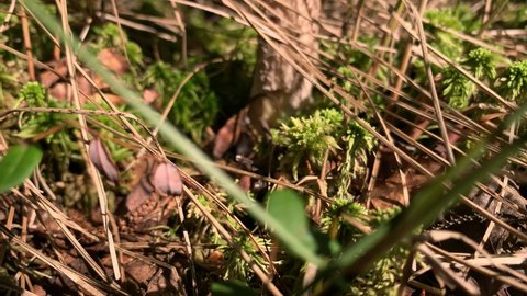 Edible mushroom in a forest dry grass close up, summer mushroom picking concept