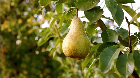 Ripe yellow pear on branch of pear tree in orchard for food outside. Pears harvest in summer garden. Fresh ripe juicy pears hang on tree branch in orchard. High quality FullHD footage