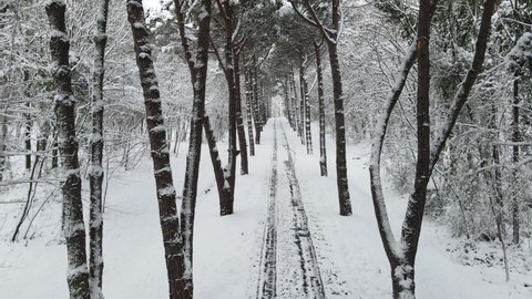 Winter Season in the  Ataturk Arboretum Drone Video Sariyer Istanbul Turkey