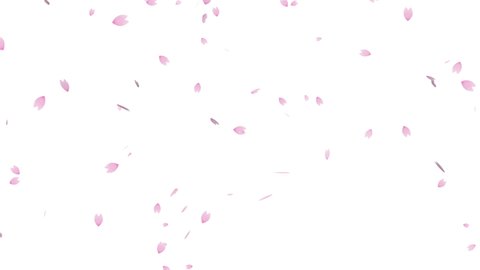 Flurry of cherry blossoms falling diagonally seamless loop animation (white background)