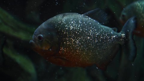 Close-up view of Red-bellied piranha (Pygocentrus nattereri, also known as the red piranha) swims calmly in an aquarium tank near a green aquatic plant. 4K resolution video. Fishkeeping theme.