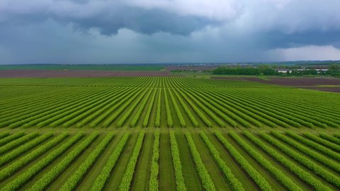 Spectacular view of rows blackcurrant bushes from a bird's eye view. Concept of agrarian industry. Agricultural region Ukraine, Europe. Cinematic drone shot. Filmed in UHD 4k video. Beauty of earth.