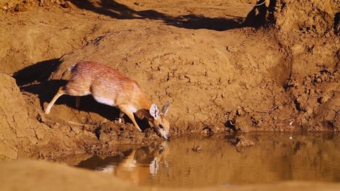 Sharpe grysbok drinking in waterhole in Kruger National park, South Africa ; Specie Raphicerus sharpei family of Bovidae