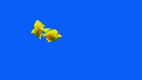 2 Yellow Tang Fish Aquarium Video, FISH Animation, Fish Swim blue Screen Video, 3D Animation, Underwater, Single and Group, Near camera, aquatic animals, 4K Footage, Blue screen, Fishtank, Realistic 