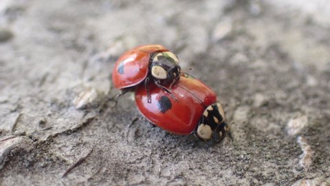 Two-spotted lady beetle (Adalia bipunctata), couple mating,macro shot, Berlin, Germany