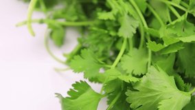 fresh green parsley background close up