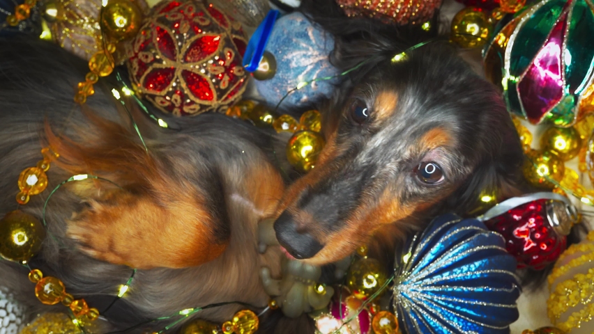 beautiful dachshund dog lies among the Christmas decorations, vertical video