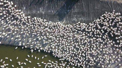  A large colony of Pelicans. Pelicans flock for feed. 