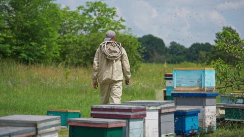 Swarm of bees flying over the bee hives. Bee keeper going away from the bee hives surrounded by insects. Sunny day on organic bee farm.
