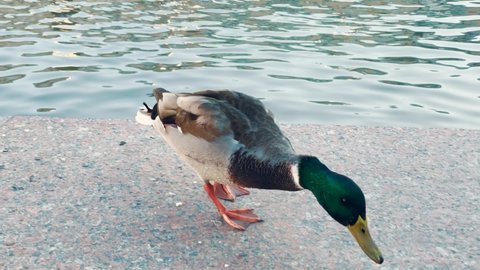 wild duck in the city fountain. accustomed wild duck eating a piece of bread in the city. large fat duck with green feathers. lifestyle at the edge of the city fountain close-up