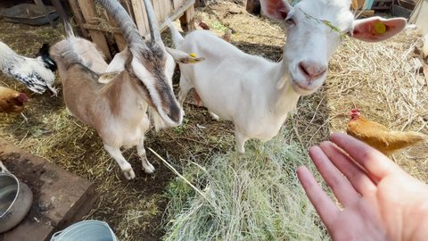 funny milking white goat on the farm. farmer stroking a goat in a pen on a farm pet grooming. agriculture business concept. close-up of a goat lifestyle and chickens in a pen on a home farm