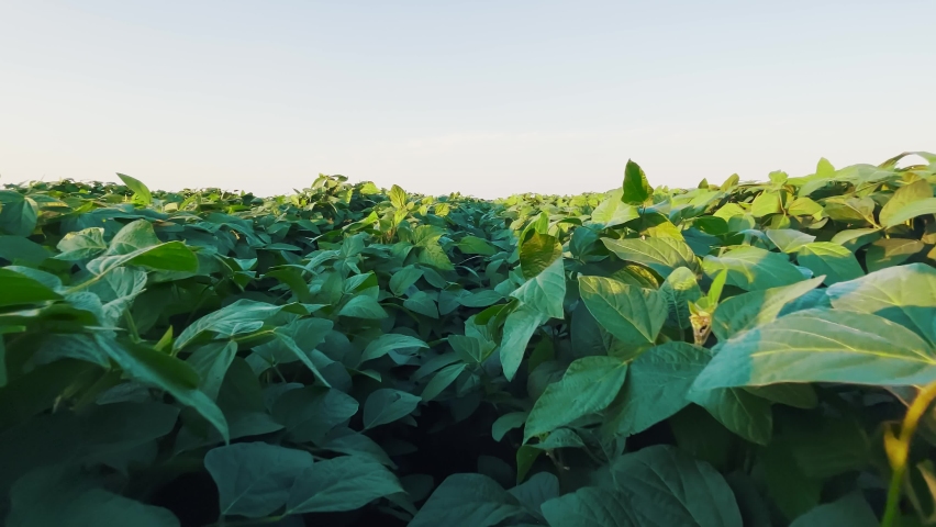 agriculture. soybean a plantation close-up field of green beans. farming business concept. soybean growing, vegetables, plants, bio care. green soybean field movement. lifestyle agricultural farm Royalty-Free Stock Footage #1084535137