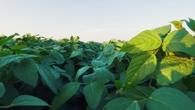 agriculture. soybean a plantation close-up field of green beans. farming business concept. soybean growing, vegetables, plants, bio care. green soybean field movement. lifestyle agricultural farm - Powered by Shutterstock - Get 15% off with code: PIKWIZARD15